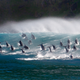 Surfing Dolphins
